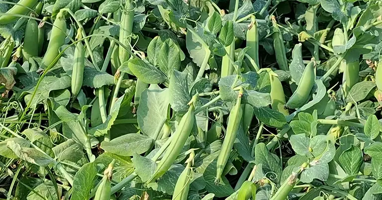 মটরশুঁটি চাষের জমি